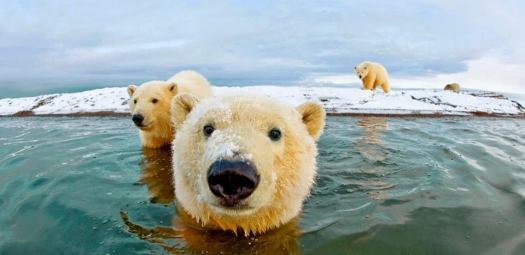 Polar Bear blog 1